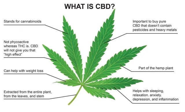 CBD What Exactly Is It